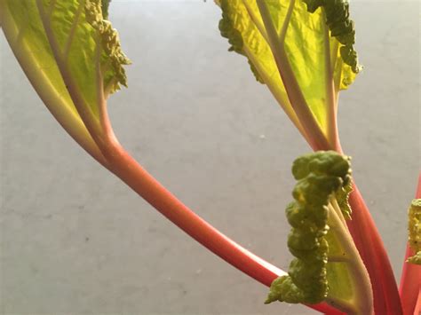 how to force rhubarb indoors.